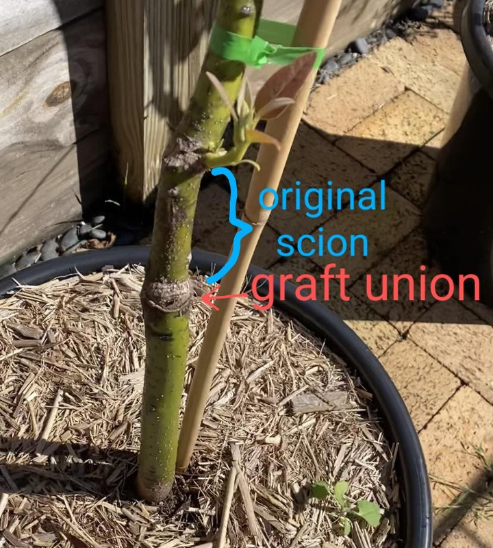 grafted-point-outer~2