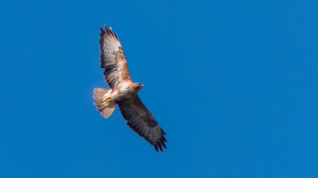 P1040672-Edit.jpg