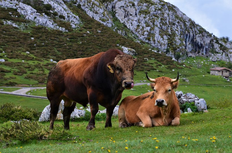 PICOS DE EUROPA-16-5-2013-LEON/ASTURIAS/CANTABRIA - Paseando por España-1991/2016 (23)