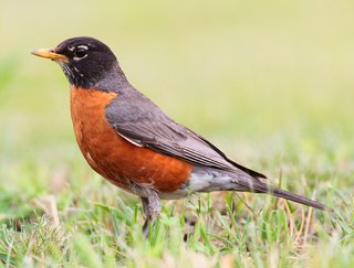 [Image: Turdus-migratorius-002.jpg]