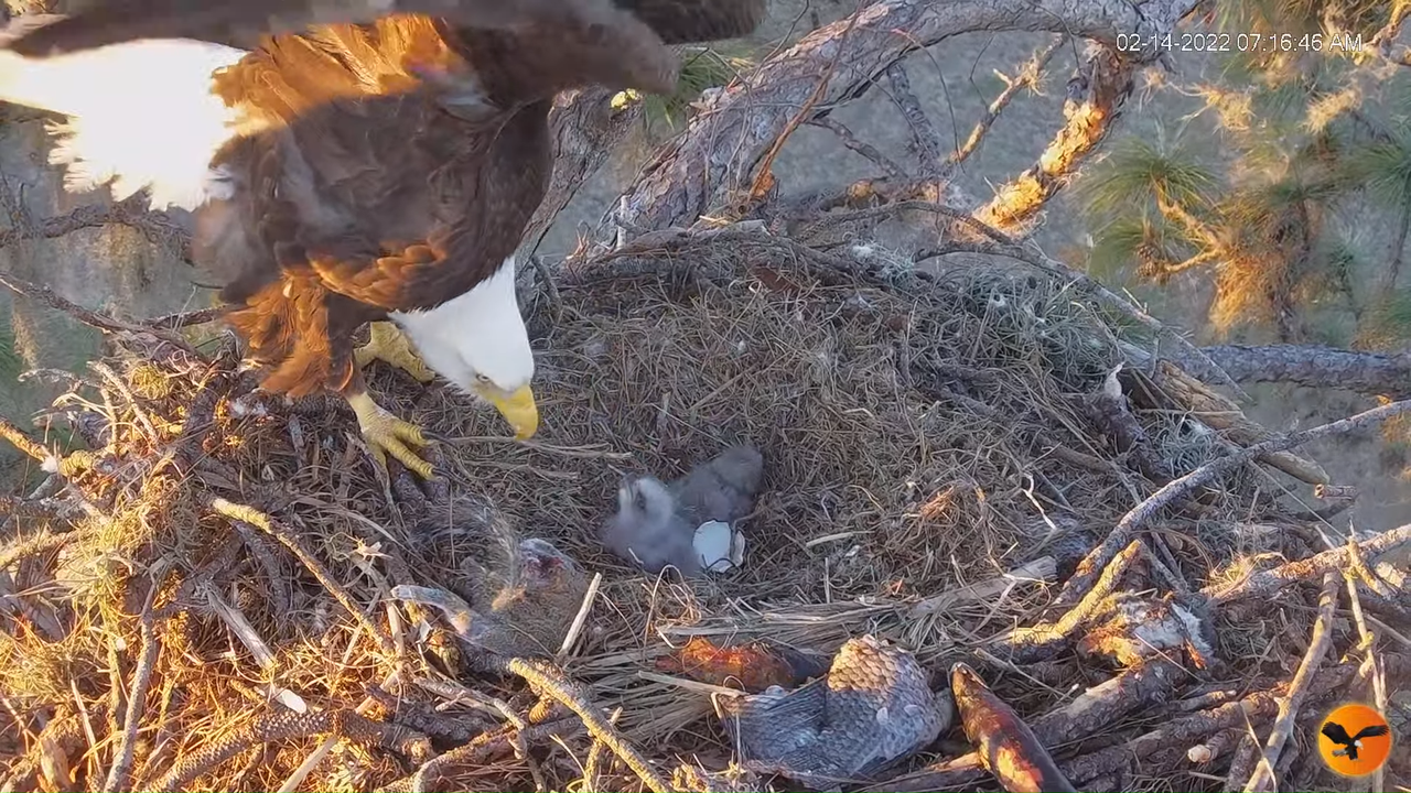 EC 4K Overhead Cam 11-21-56 screenshot