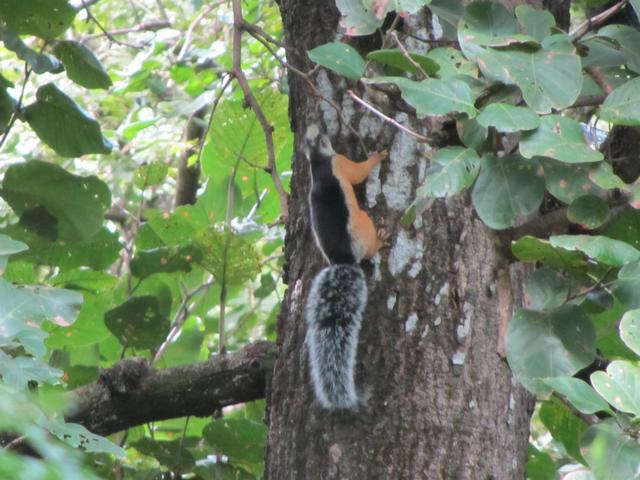 COSTA RICA 2012 (Luna de miel) - Blogs de Costa Rica - DÍA 10:  GUANACASTE (4)