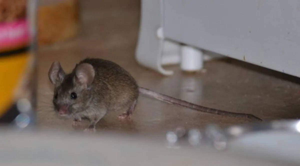 ¿Cómo saber en dónde se esconden los ratones en tu hogar?