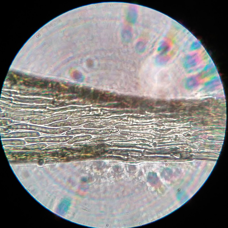 IMG 20250616 205705 HDR