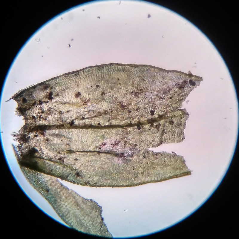 IMG 20250616 205309 HDR