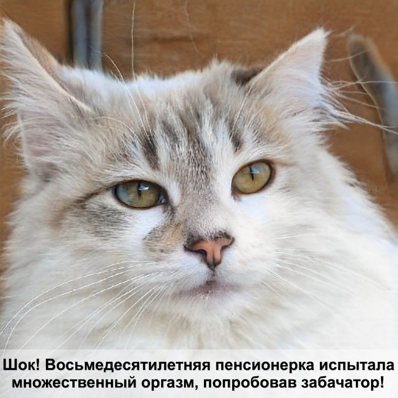 коты долгожители