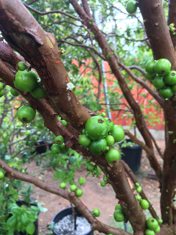 5C8243C2-B0C3-4A0E-9F33-5D46D4F60803