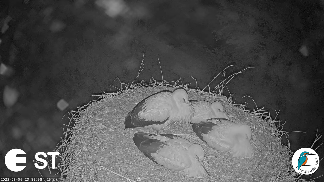 Baltie stārķi (Ciconia ciconia) Tukuma novadā - LDF tiešraide __ White storks in Tukums, Latvia 12-5