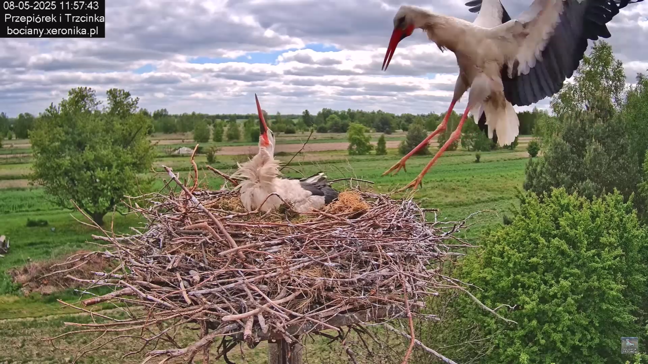 08052025bociany15