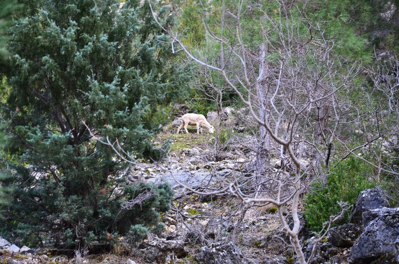 RUTA RIO BOROSA-12-3-2016-JAEN - Paseando por España-1991/2016 (190)