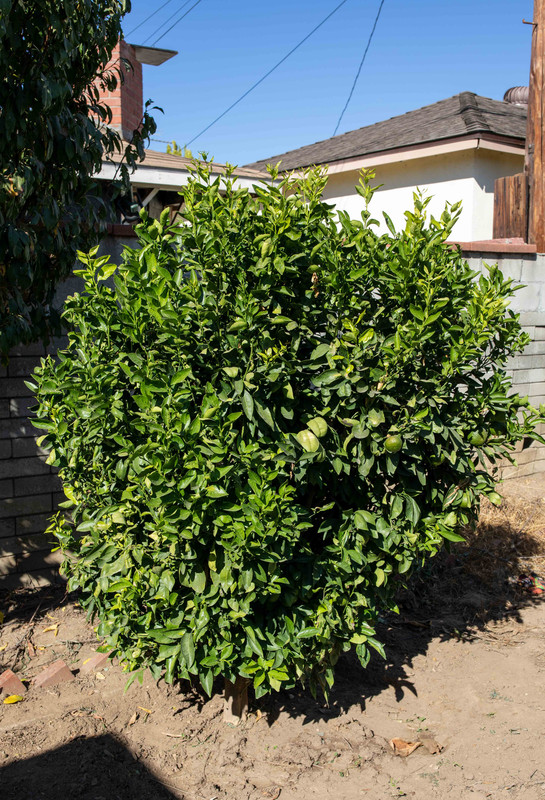 8U1A5228  Gold Nugget Mandarin Tree, Side View (10-31-2020)