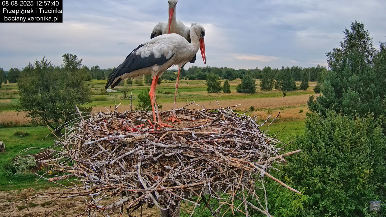 08082025bociany16
