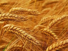 В этом сезоне в Украине ожидается рекордный экспорт пшеницы