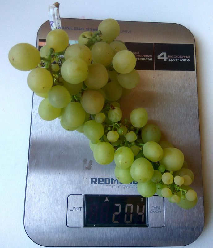 Лиепаяс Дзинтарс фото от 22.08.2018