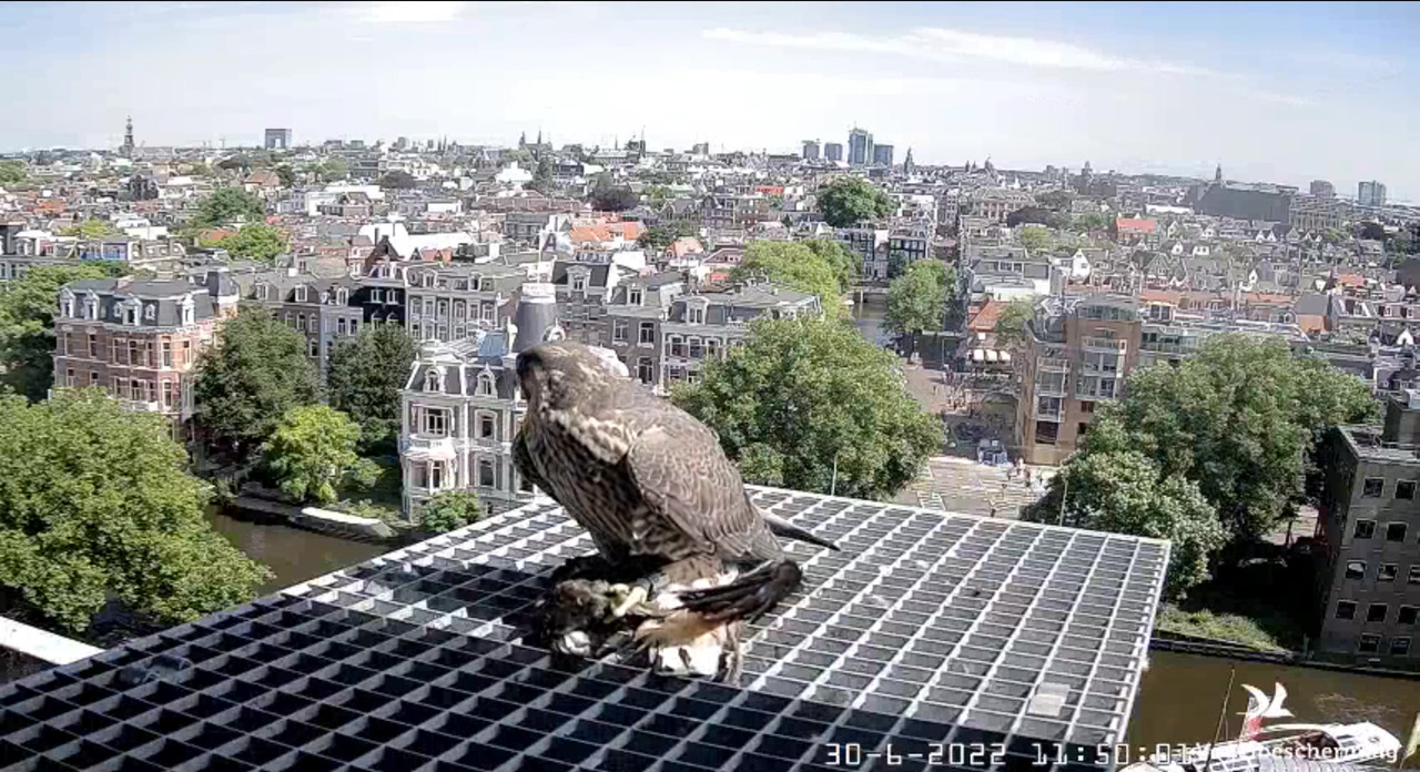 amsterdam - Amsterdam/Rijksmuseum screenshots © Beleef de Lente/Vogelbescherming Nederland - Pagina 35 Video-2022-06-30-115338-Moment-5