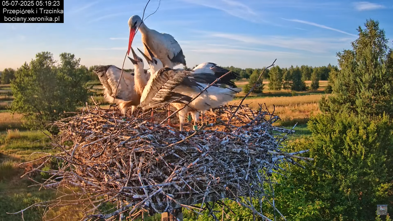 05072025bociany9