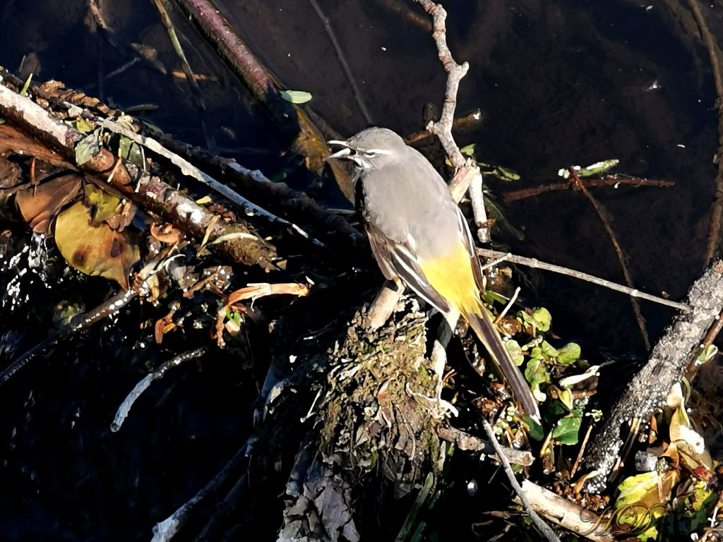 Animal-bird-grey-wagtails-HD.jpg