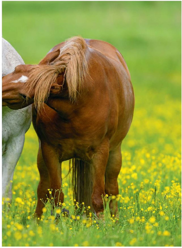 Il Mio Cav (Mar 2023) 2