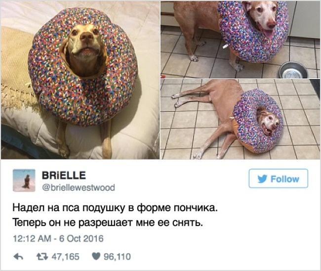 15 твитов, которые гарантировано сделают ваше настроение лучше