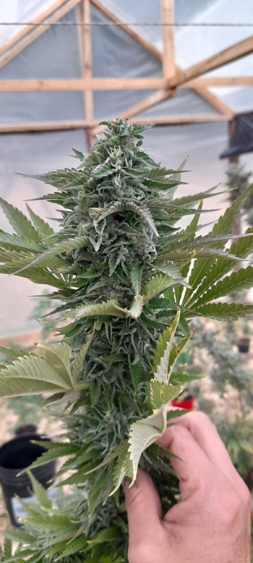 WhatsApp Image 2023-01-04 at 7.14.51 AM (4)