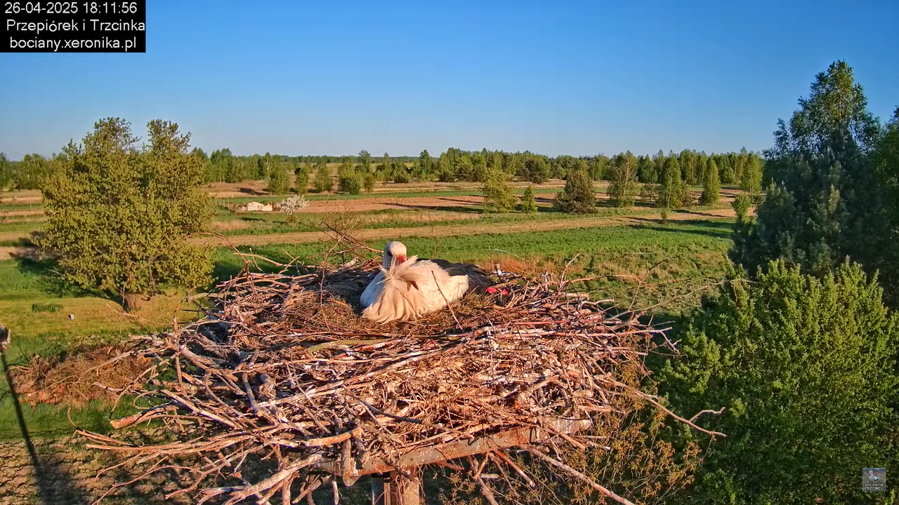 26042025bociany16