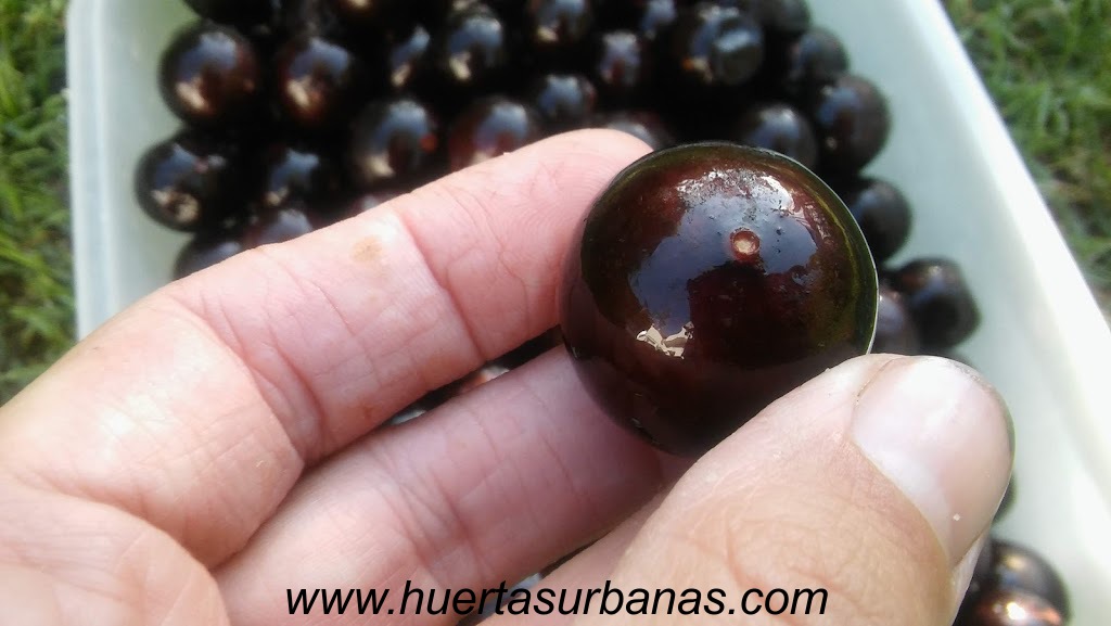 huertasurbanas_com_20181027_085223Jaboticaba_campo_ramon_-7