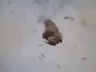 https://i.postimg.cc/ZRR0VzHQ/2.gif