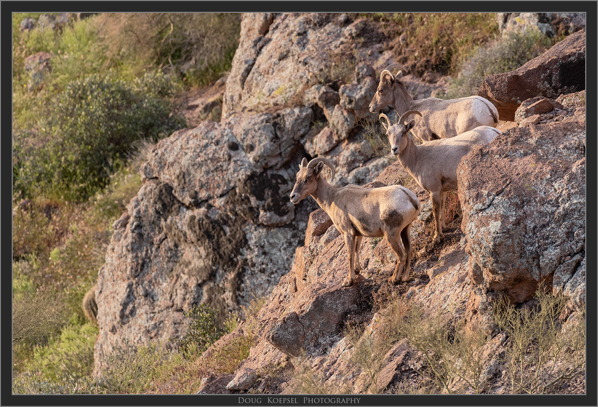 Ed1600-2x3ApacheTr3-22-19_0698