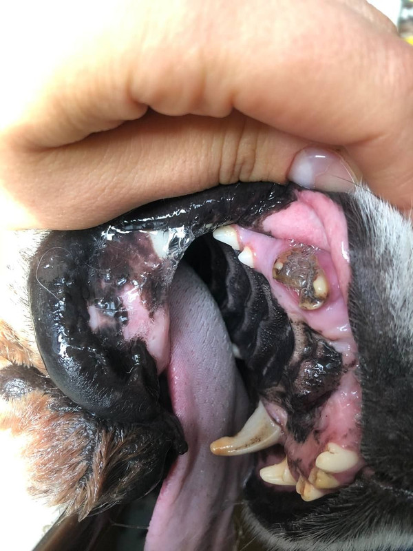 изображение_viber_2021-04-15_17-16-45