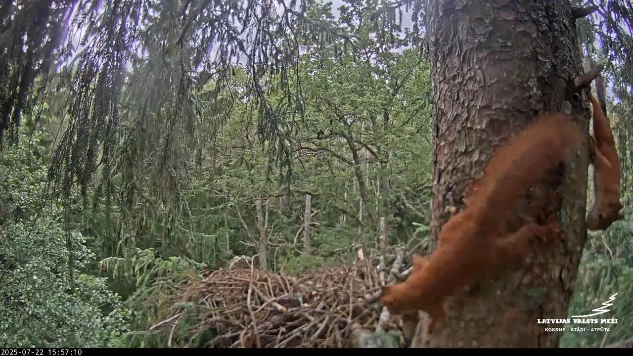 LVM mazais ērglis Lisiņa, egle – Lesser Spotted Eagle 18-42-0 screenshot