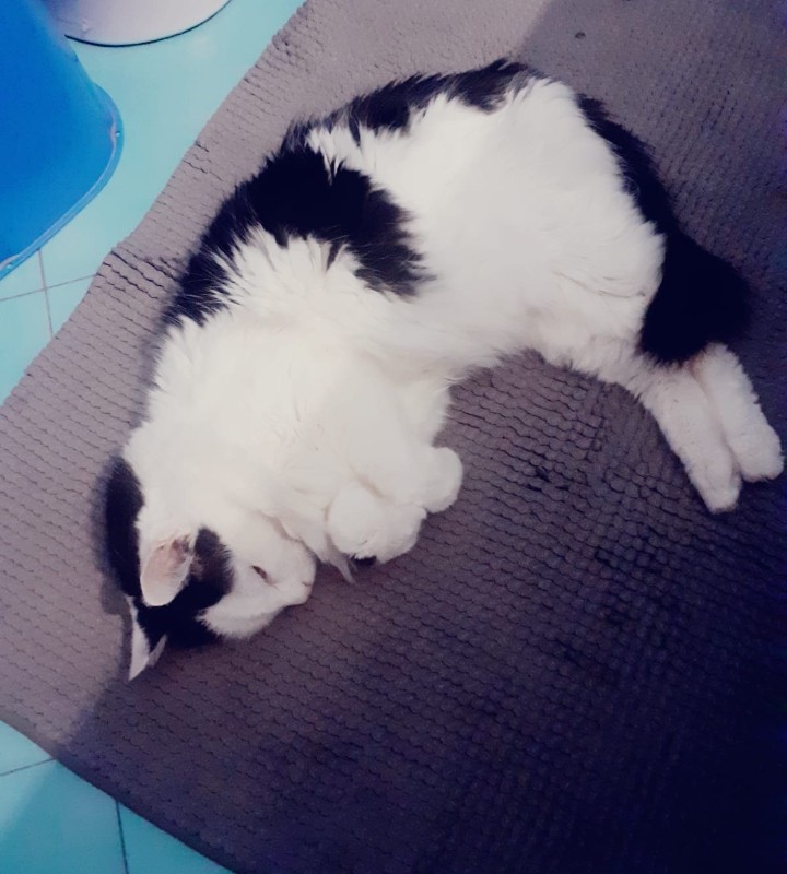 Screenshot_20240710-232036_WhatsApp