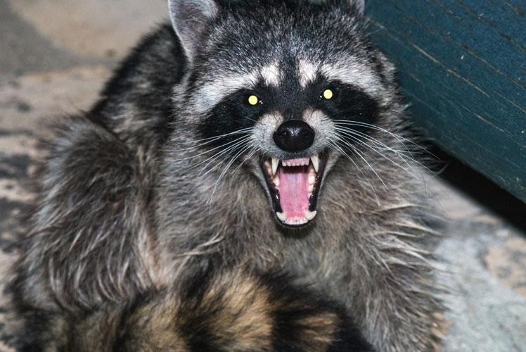 Tampa wildlife removal