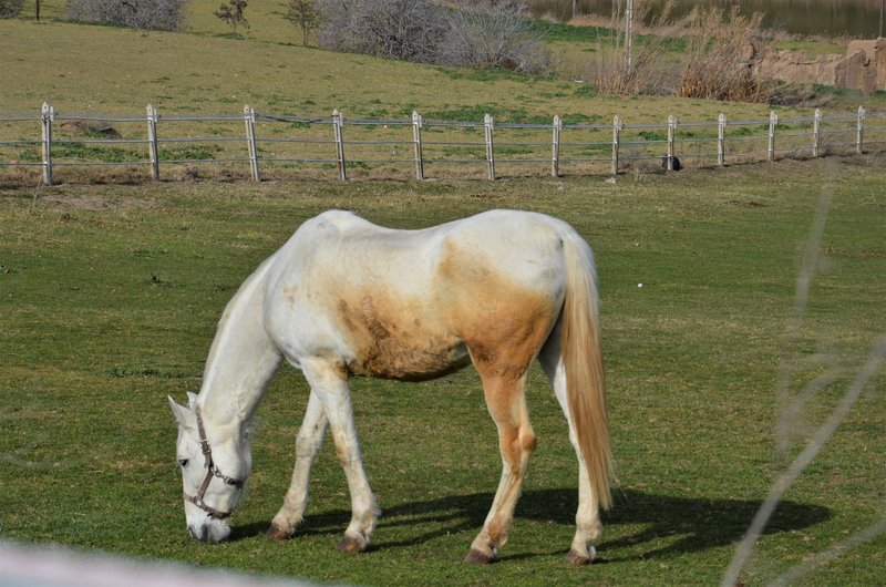 ALCUBILLETE-8-3-2015-TOLEDO - Paseando por España-1991/2016 (6)