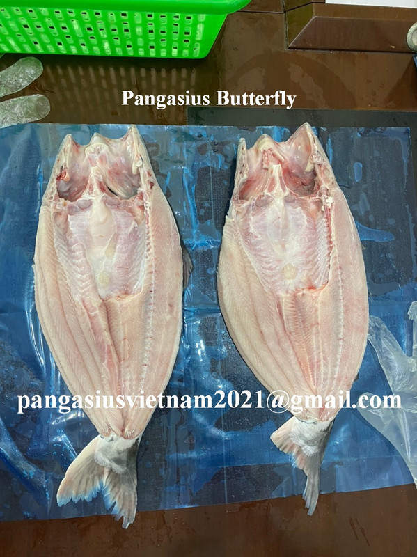 pangasius-butterfly.jpg