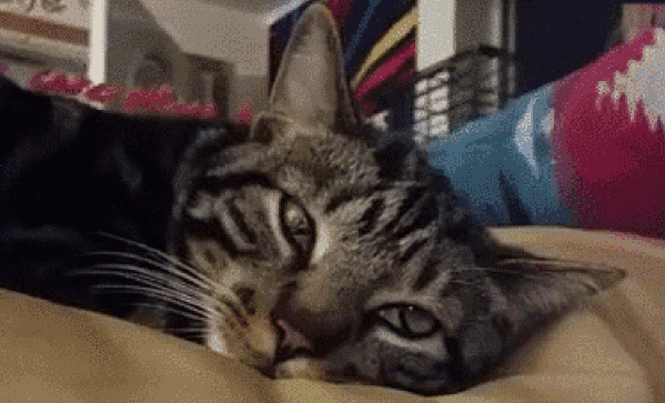 x1hh-FRw.gif