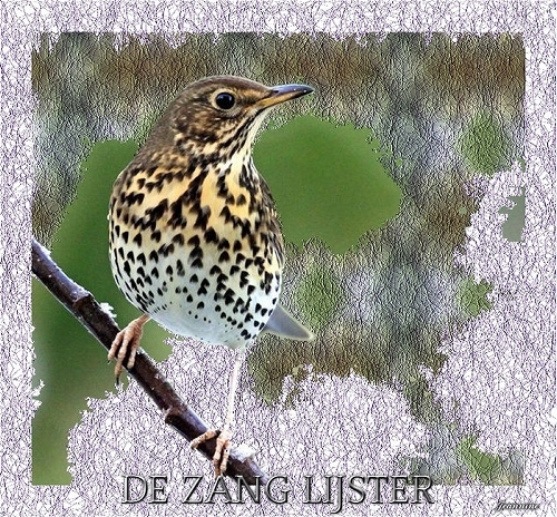 m-cats-DE-ZANG-LIJSTER