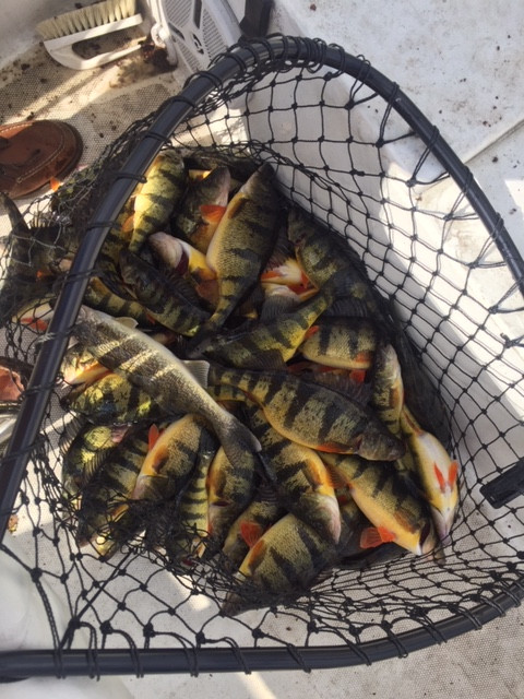 Perch 2
