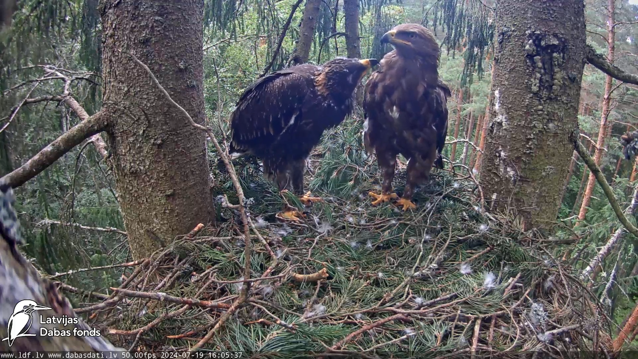 Mazais ērglis (Clanga pomarina), ligzda eglē __ Lesser spotted eagle in spruce, Zemgale, Latvia 18-7