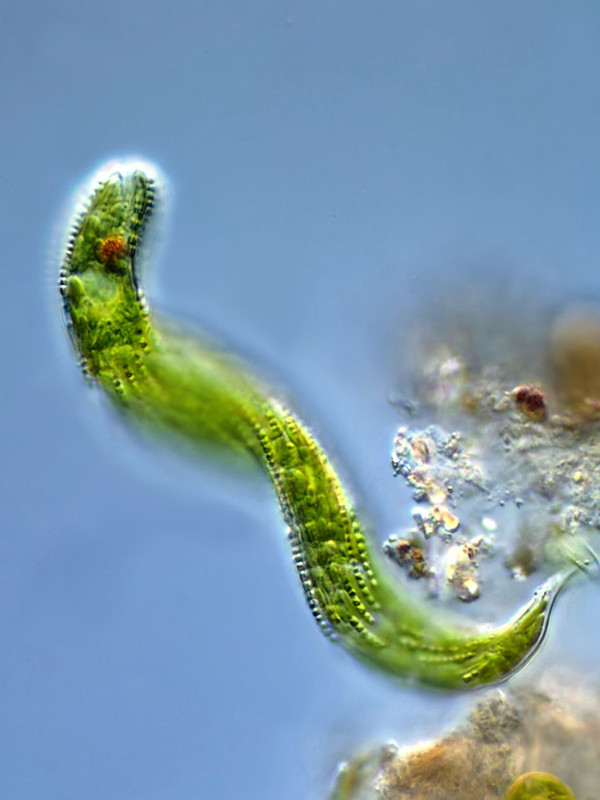 Euglena 54 spirogyra (Lepocinclis) Schraubiges Augentier DIK 100