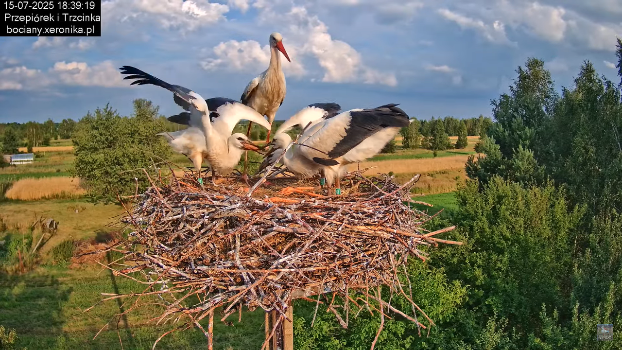15072025bociany37
