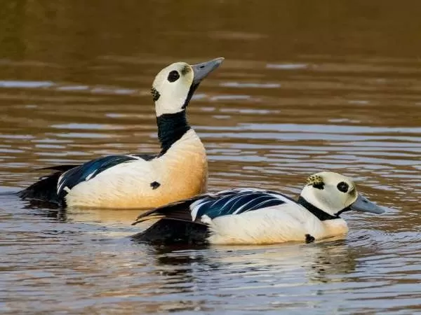 [Image: arctic-birds-12931-5-1708795772.webp]