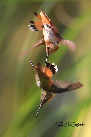 Hummingbird-Allen-s-males