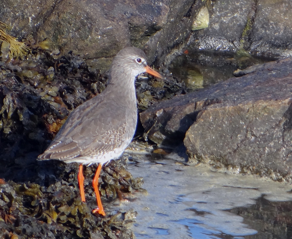 REDSHANK 3  100924