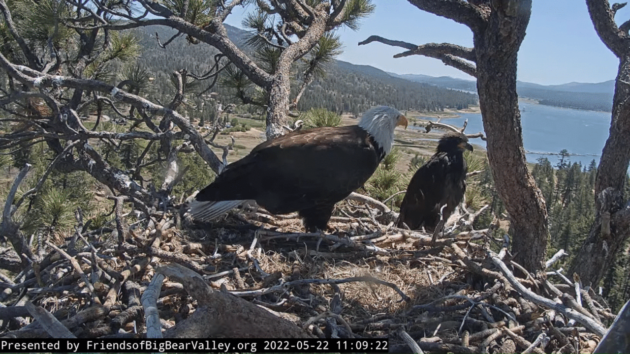 Webp.net-gifmaker (4)