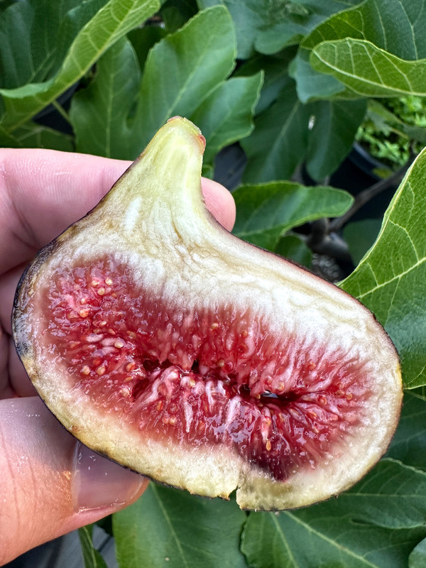 figs-324.jpg