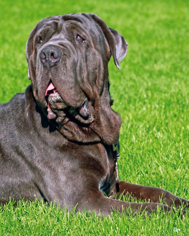 QuattroZampe Set 2024 (6)