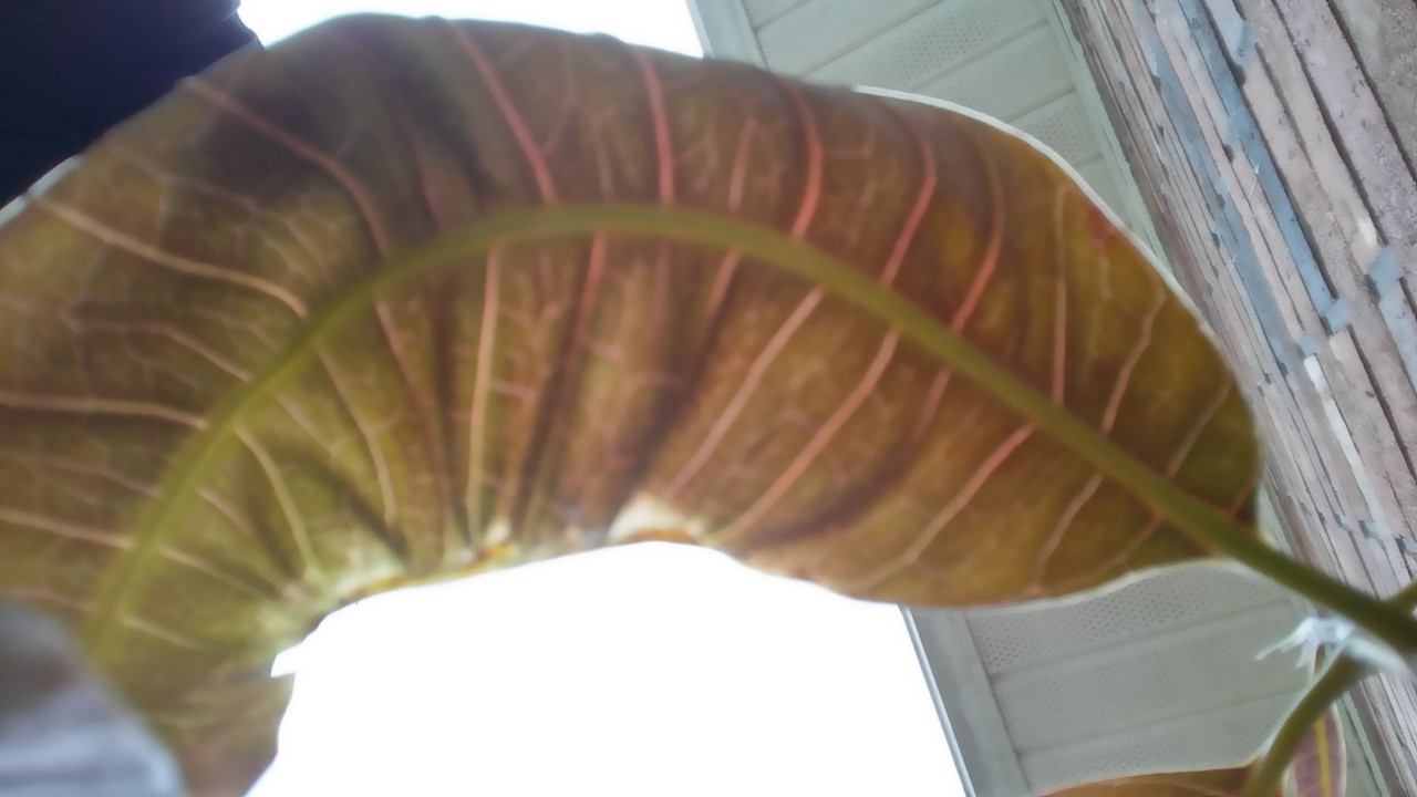 20150908_175630_HDR