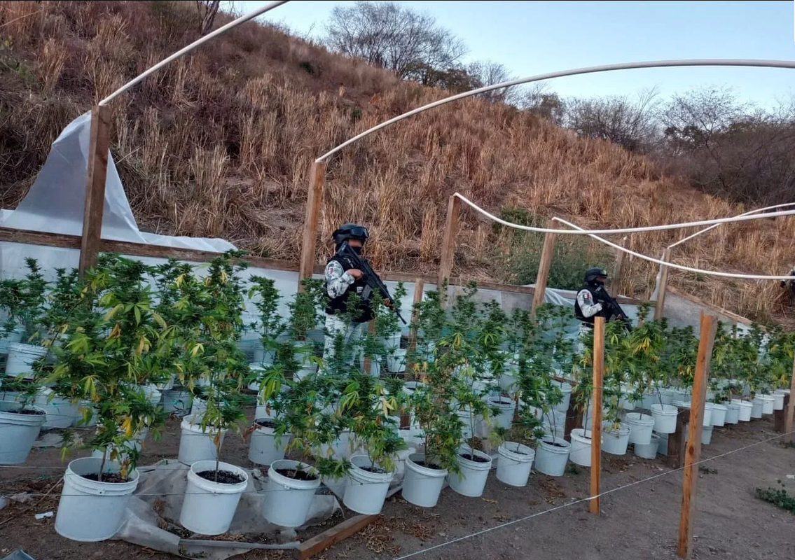 Localizan y destruyen invernadero con plantas de marihuana en Sinaloa
