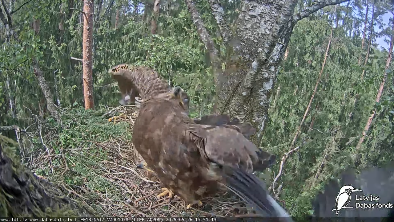 Mazais ērglis (Clanga pomarina), ligzda bērzā 17-20-34 screenshot