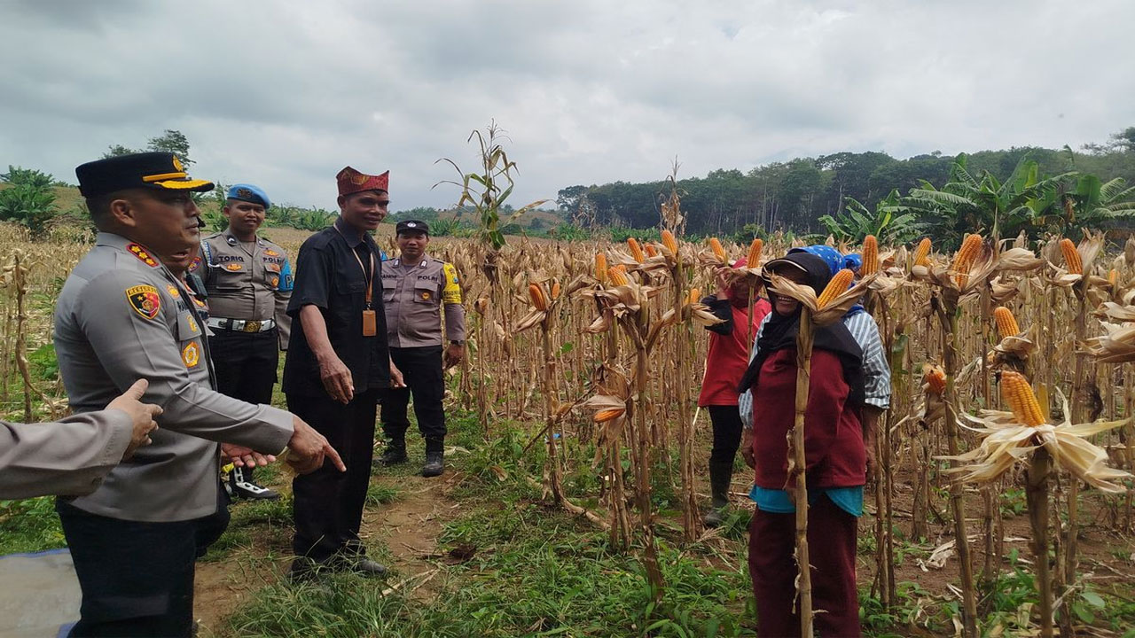 Petik Jagung 8 Jam, Emak-Emak di Banyuwangi Bahagia Dalam Panen Raya
